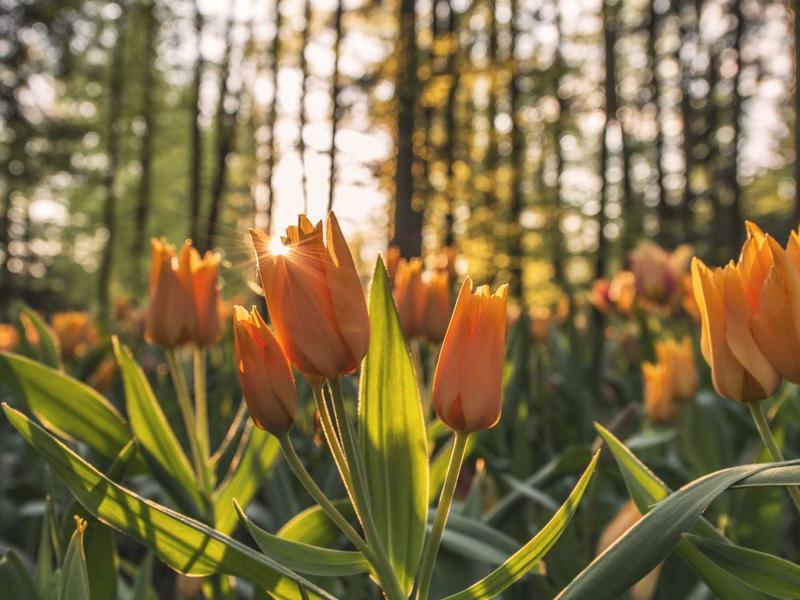 پیش‌فروش ملک 88 متری در مرزداران - تصویر 3