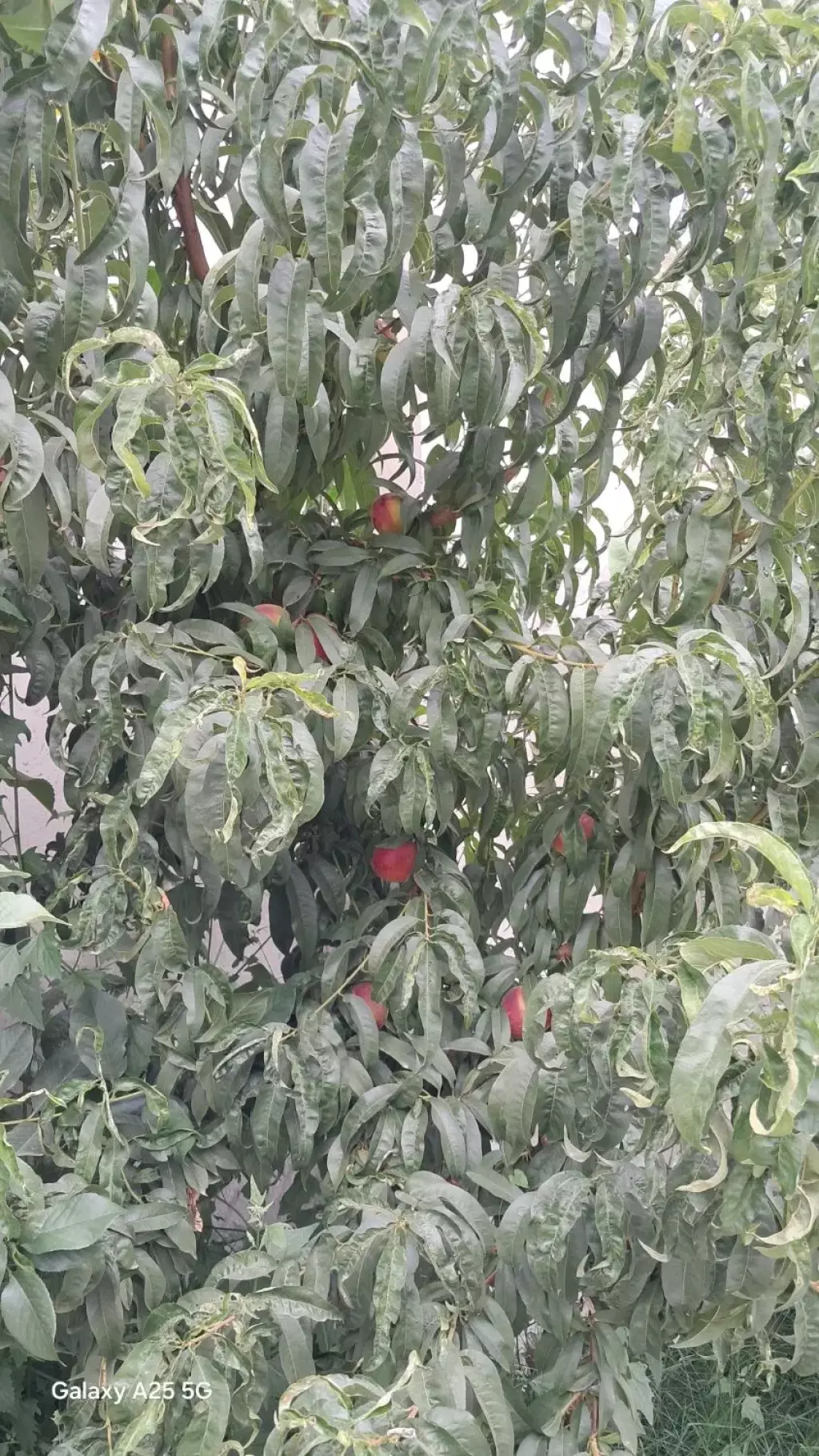 باغچه با امکانات کامل و بسیار زیبا - تصویر 8