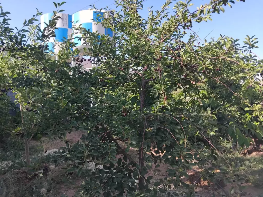 باغ فروشی  در سربندان دماوند - تصویر 6