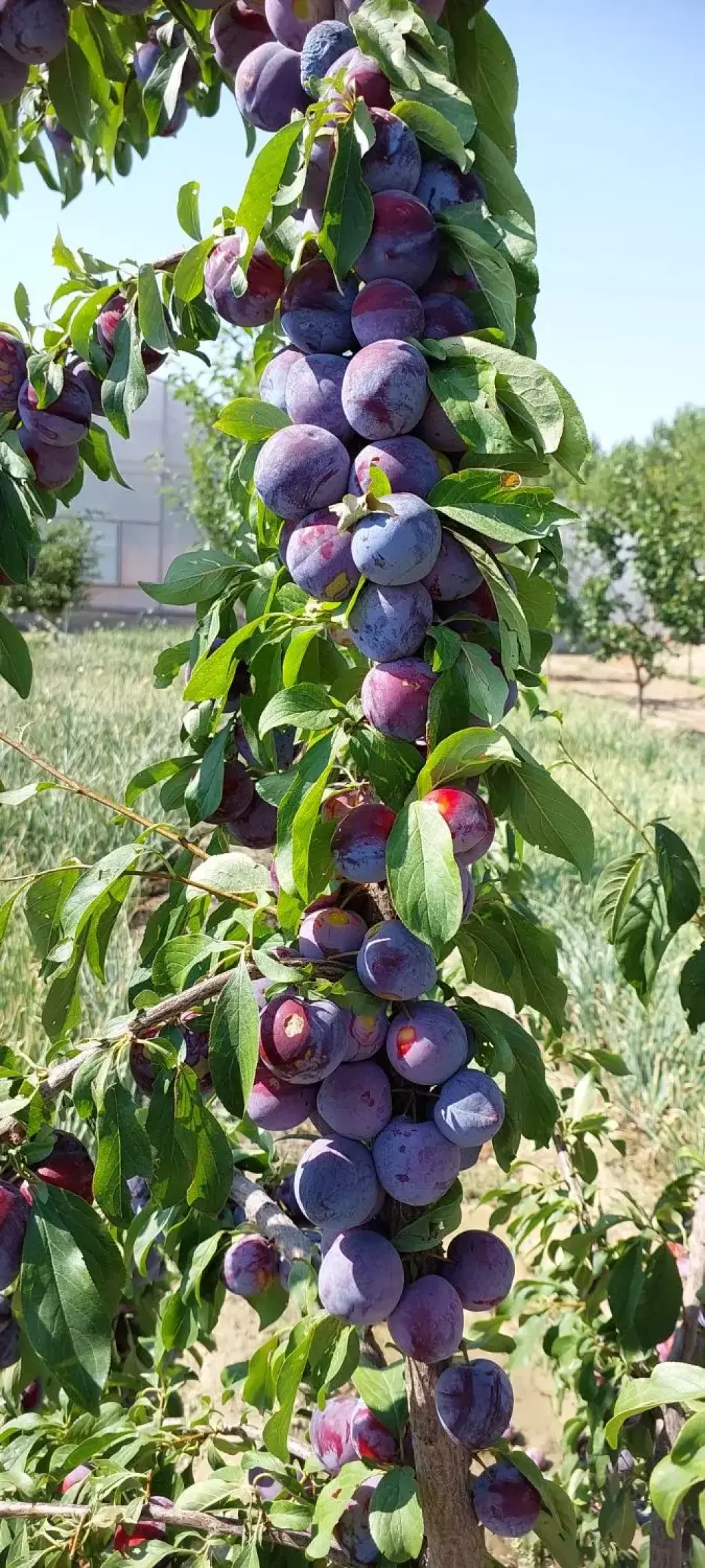 فروش گلخانه هیدروپونیک بعلت تغییرمکان/واقع درسلماس - تصویر 9