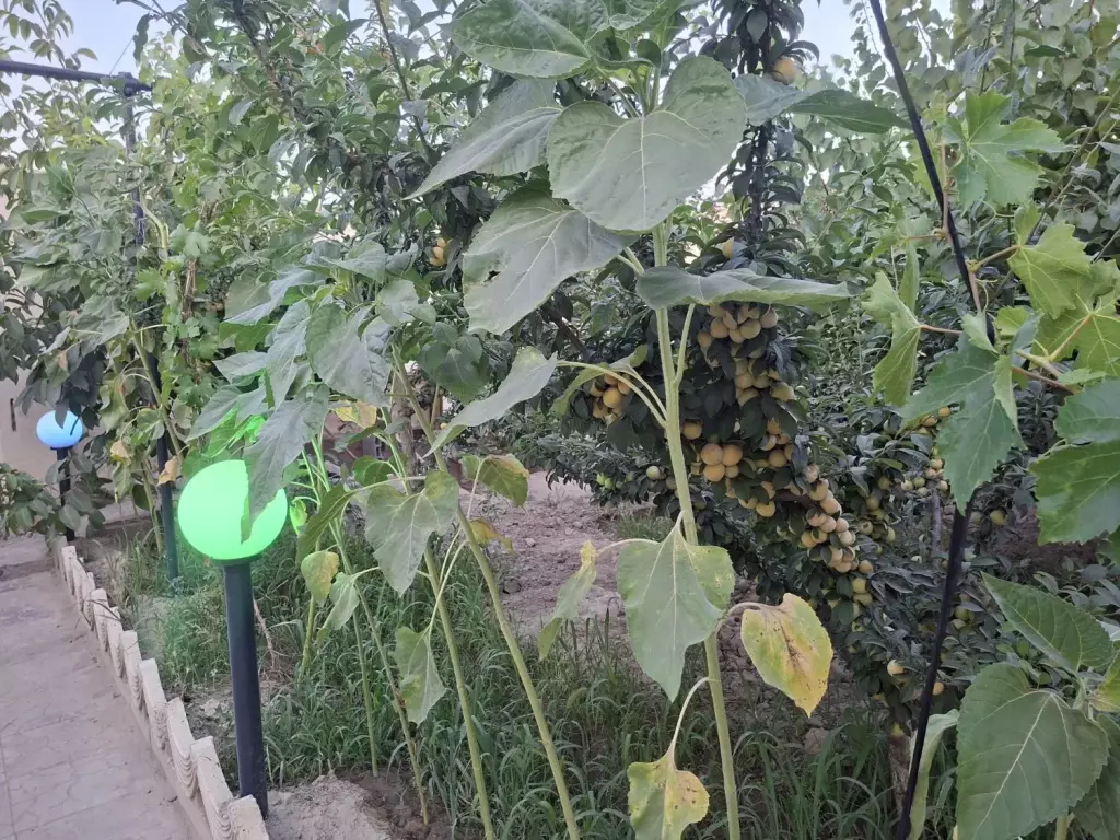باغ ویلا 800 متری جنگلی و قدیمی شهریار دهشادسنددار - تصویر 16