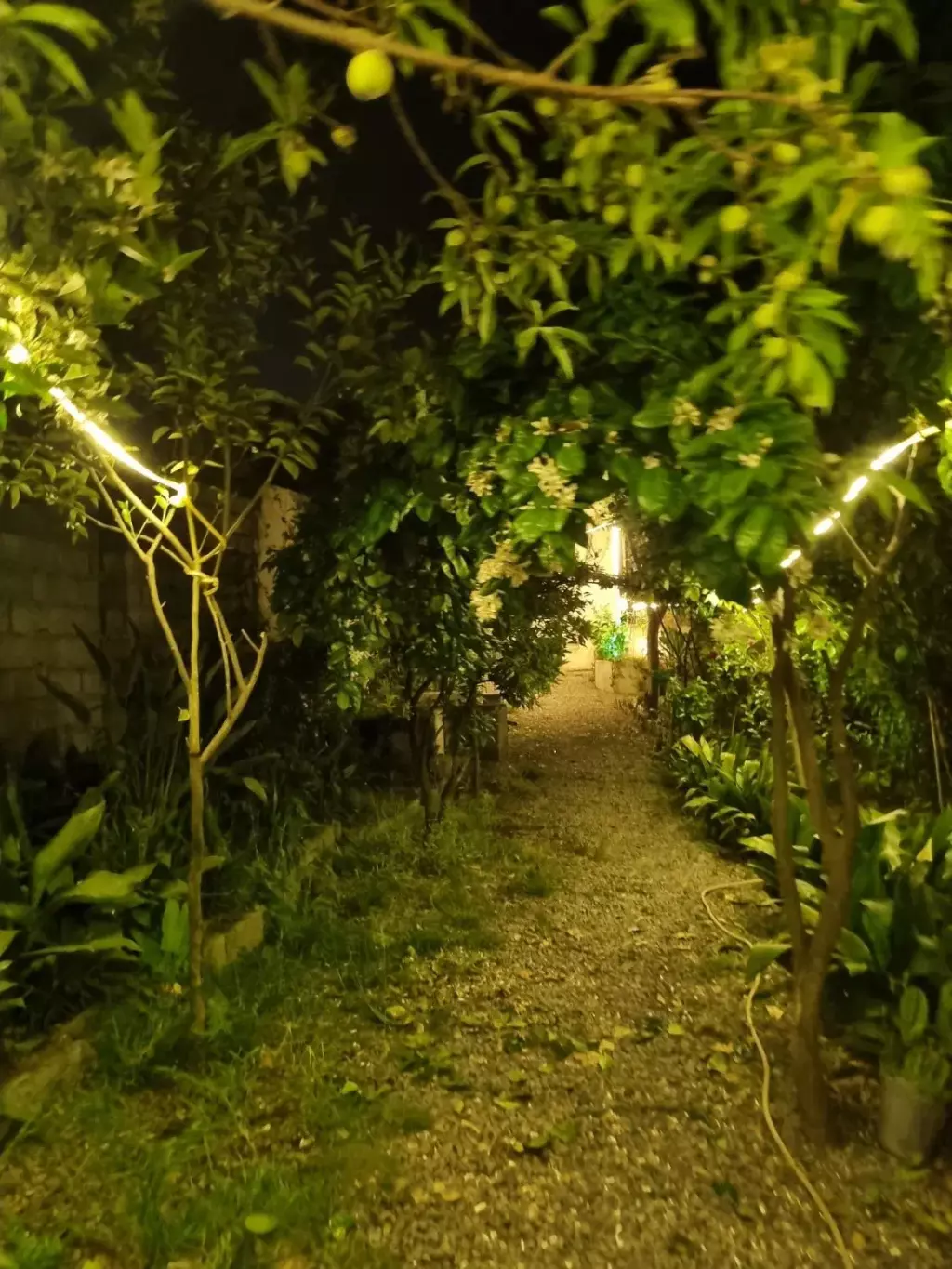 باغ ویلا پلاک 1 جنگل شهرکی - تصویر 9