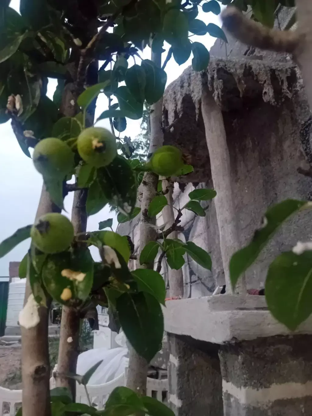 باغچه سند مادره - تصویر 4