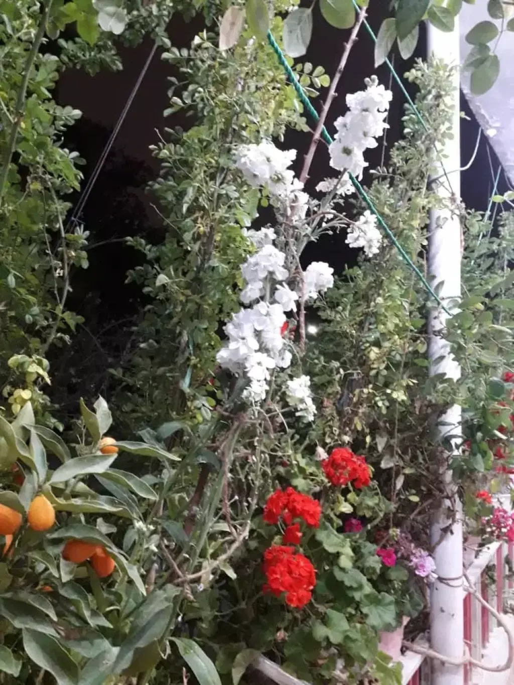 فروش خانه ویلایی در نیاوران - تصویر 6