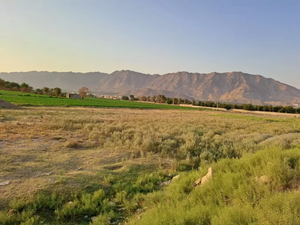 زمین کشاورزی و گلخانه - تصویر 4