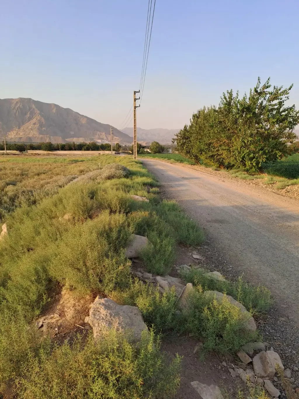 زمین کشاورزی و گلخانه