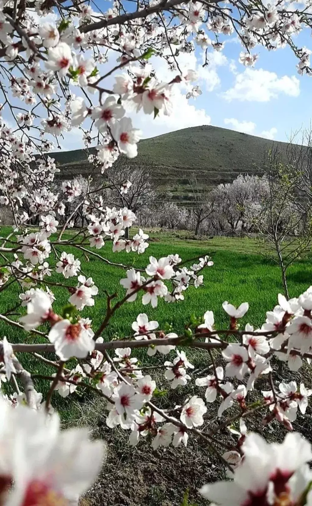 شهرک کلبه ای فلورانس 15 قطعه 300 متری (چوبک) - تصویر 12