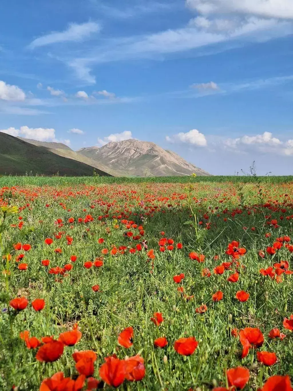شهرک کلبه ای فلورانس 15 قطعه 300 متری (چوبک) - تصویر 19