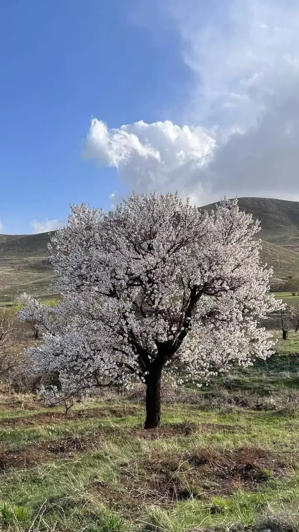 شهرک کلبه ای فلورانس 15 قطعه 300 متری (چوبک) - تصویر 11
