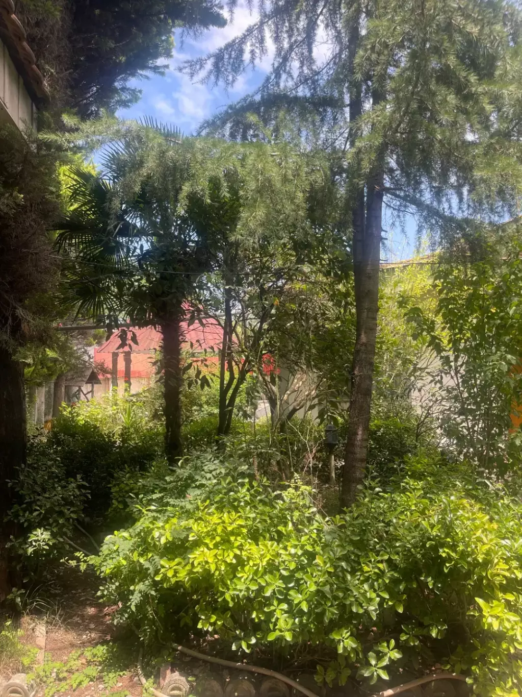 ویلا عباس اباد با حیاط چنگلی - تصویر 2