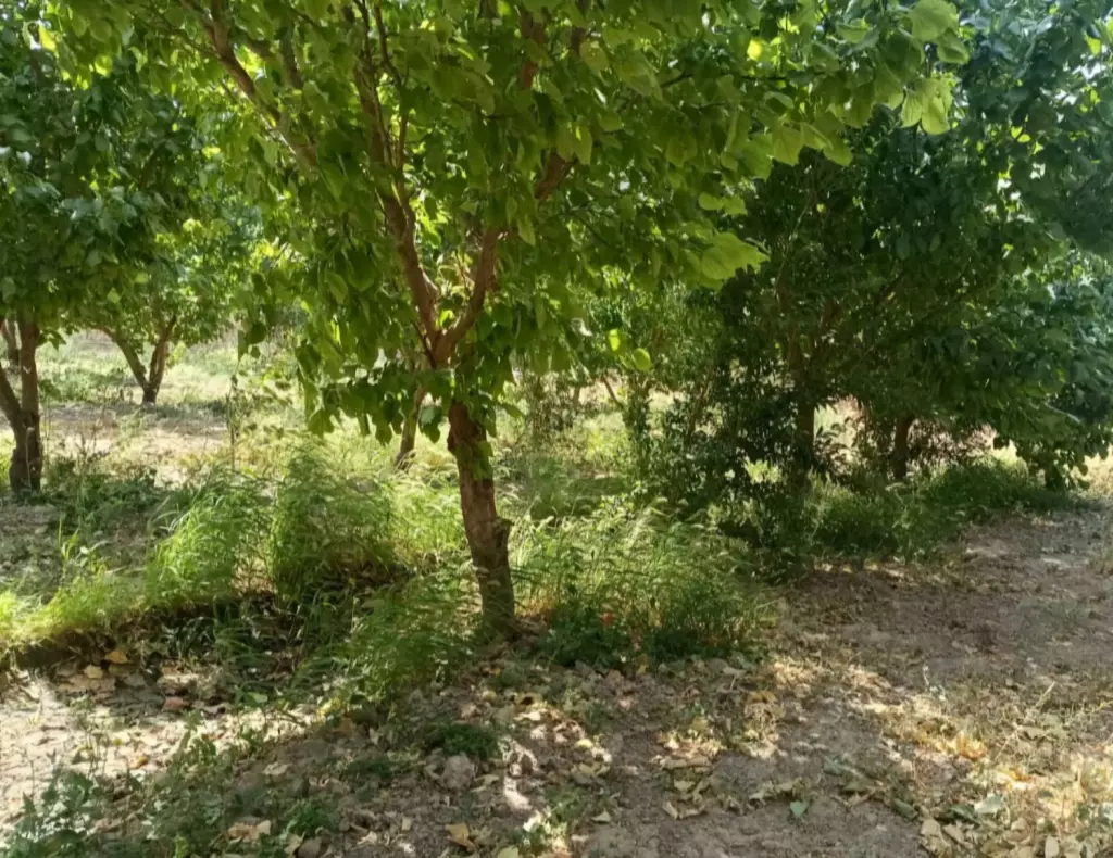 باغ و باغچه با اصالت مستقل - تصویر 3