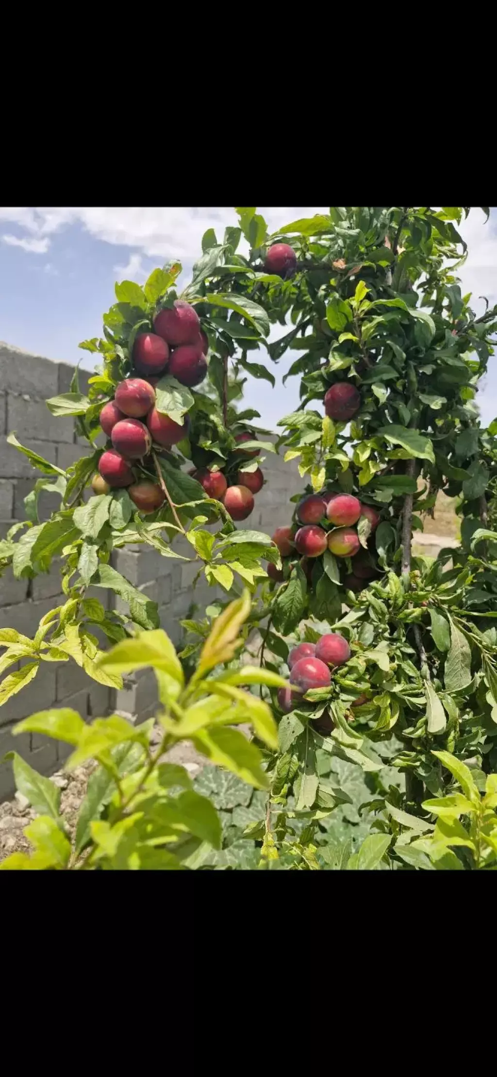 باغ و باغچه با اصالت مستقل - تصویر 5