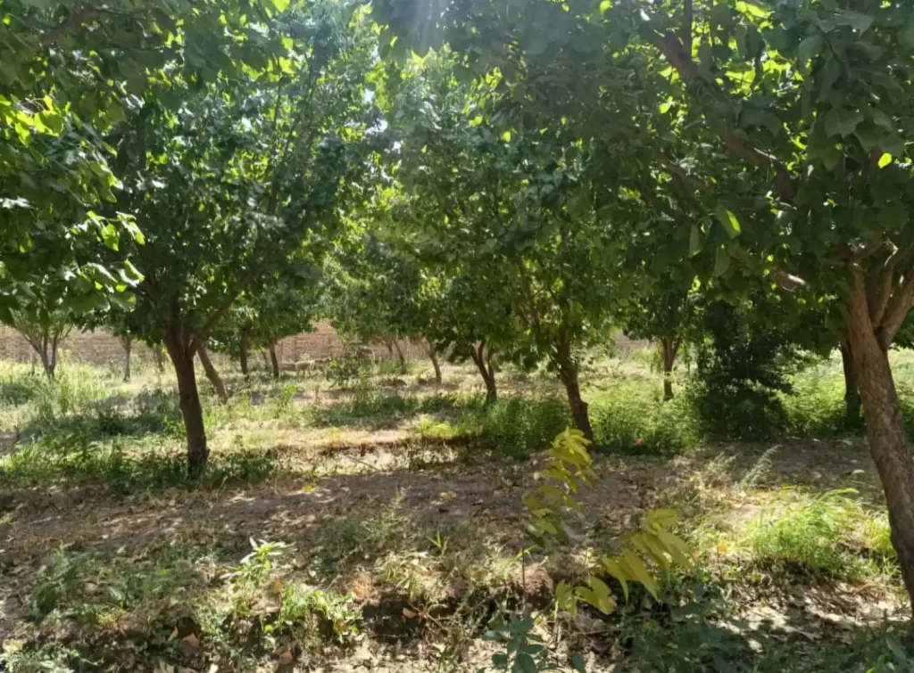 باغ و باغچه با اصالت مستقل - تصویر 2