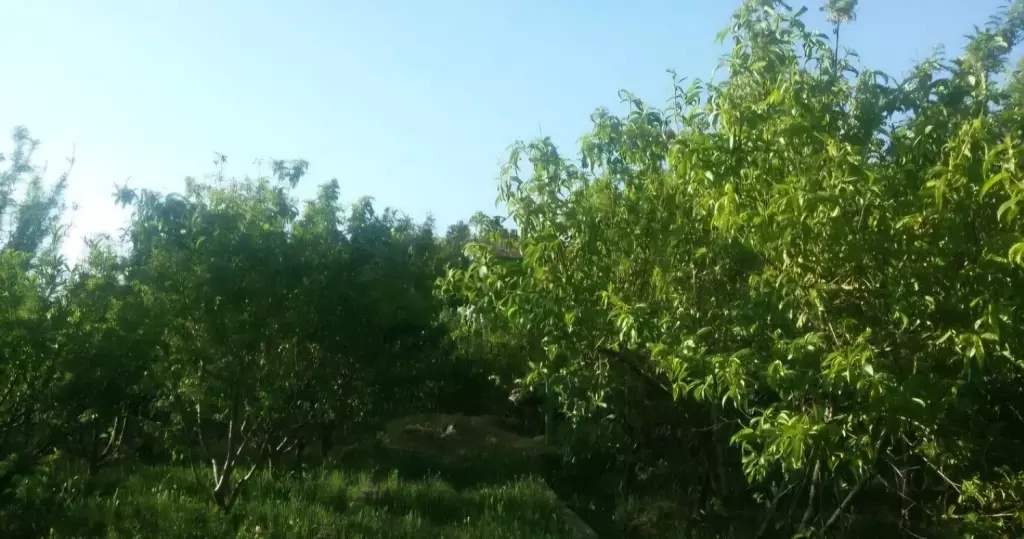 باغ و باغچه با اصالت مستقل - تصویر 7