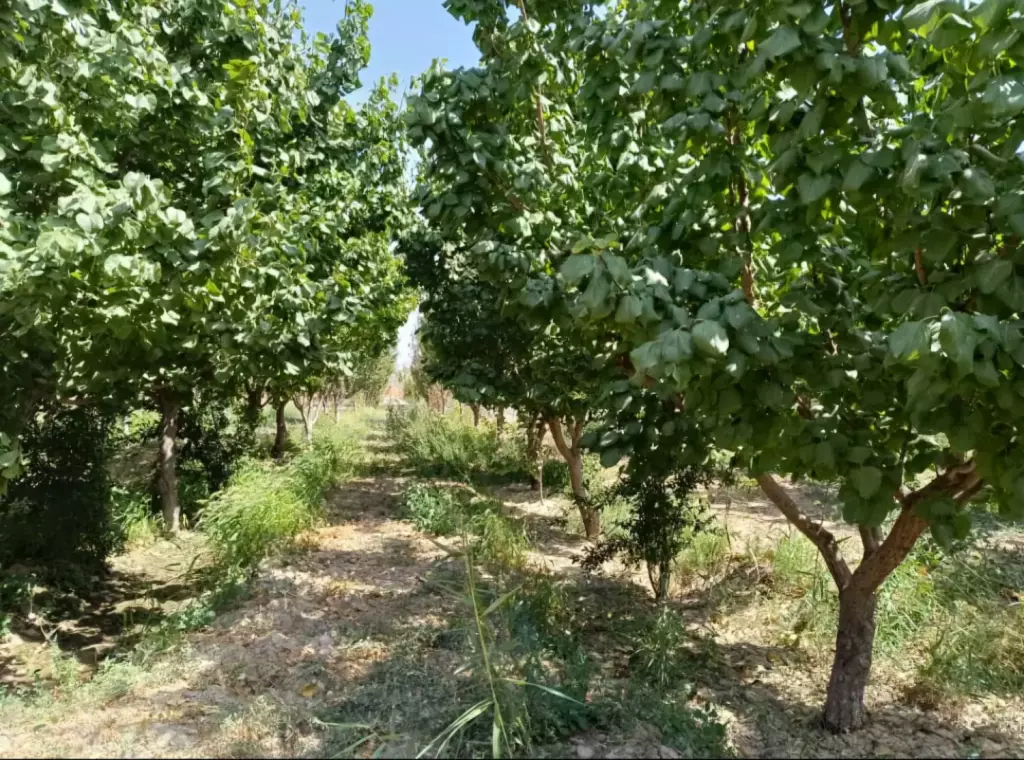 باغ و باغچه با اصالت مستقل - تصویر 6