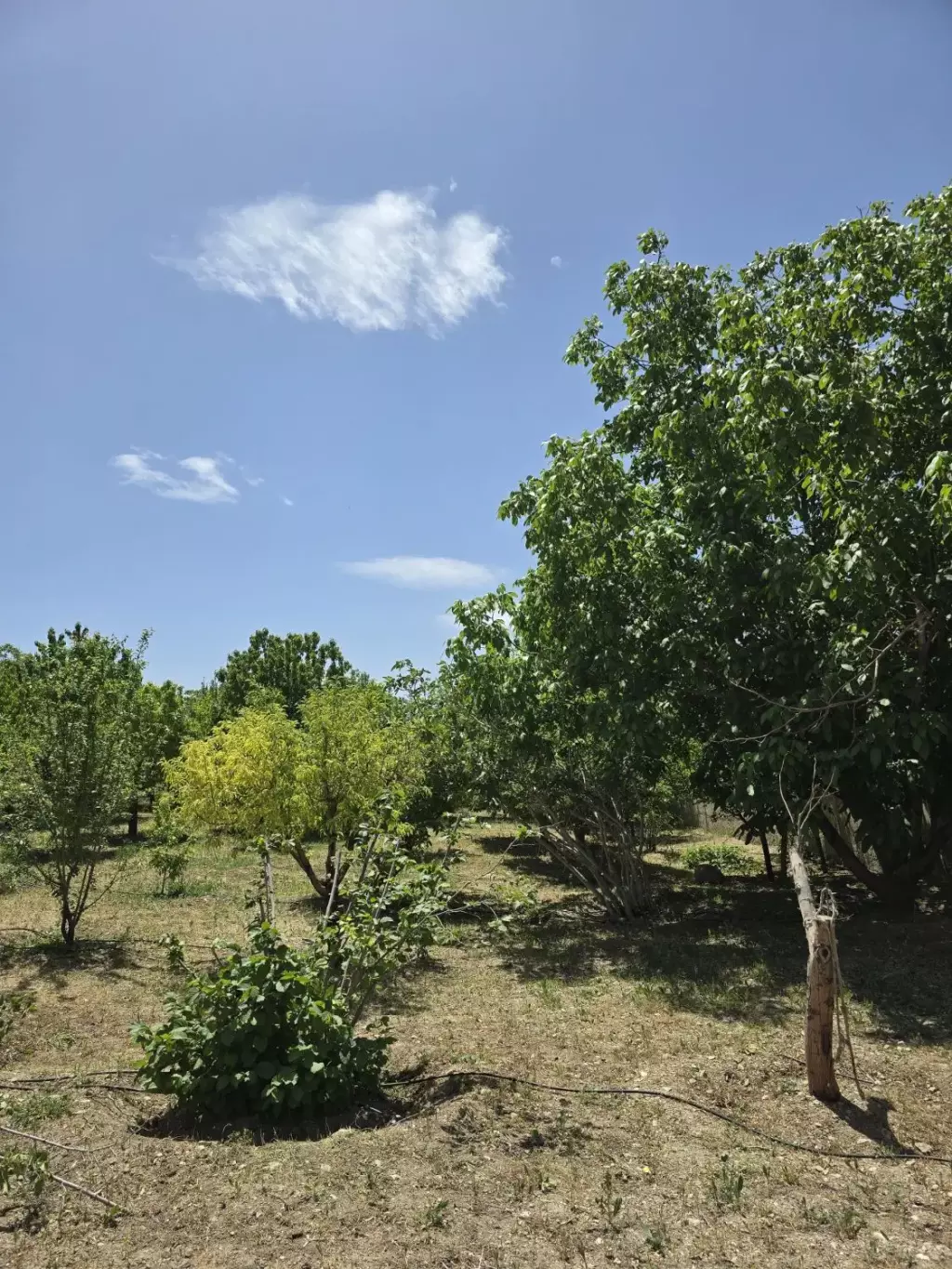 باغ میوه فول امکانات در نزدیکترین فاصله از تهران - تصویر 3