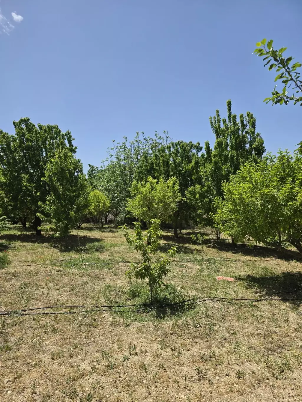 باغ میوه فول امکانات در نزدیکترین فاصله از تهران - تصویر 5
