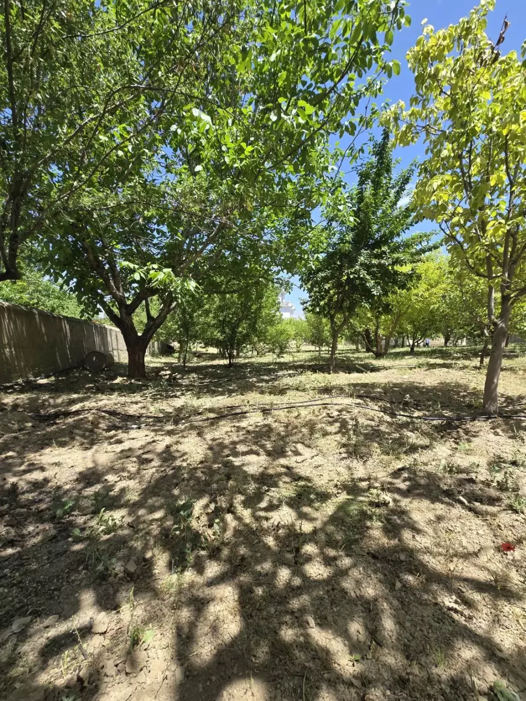 باغ میوه فول امکانات در نزدیکترین فاصله از تهران - تصویر 2
