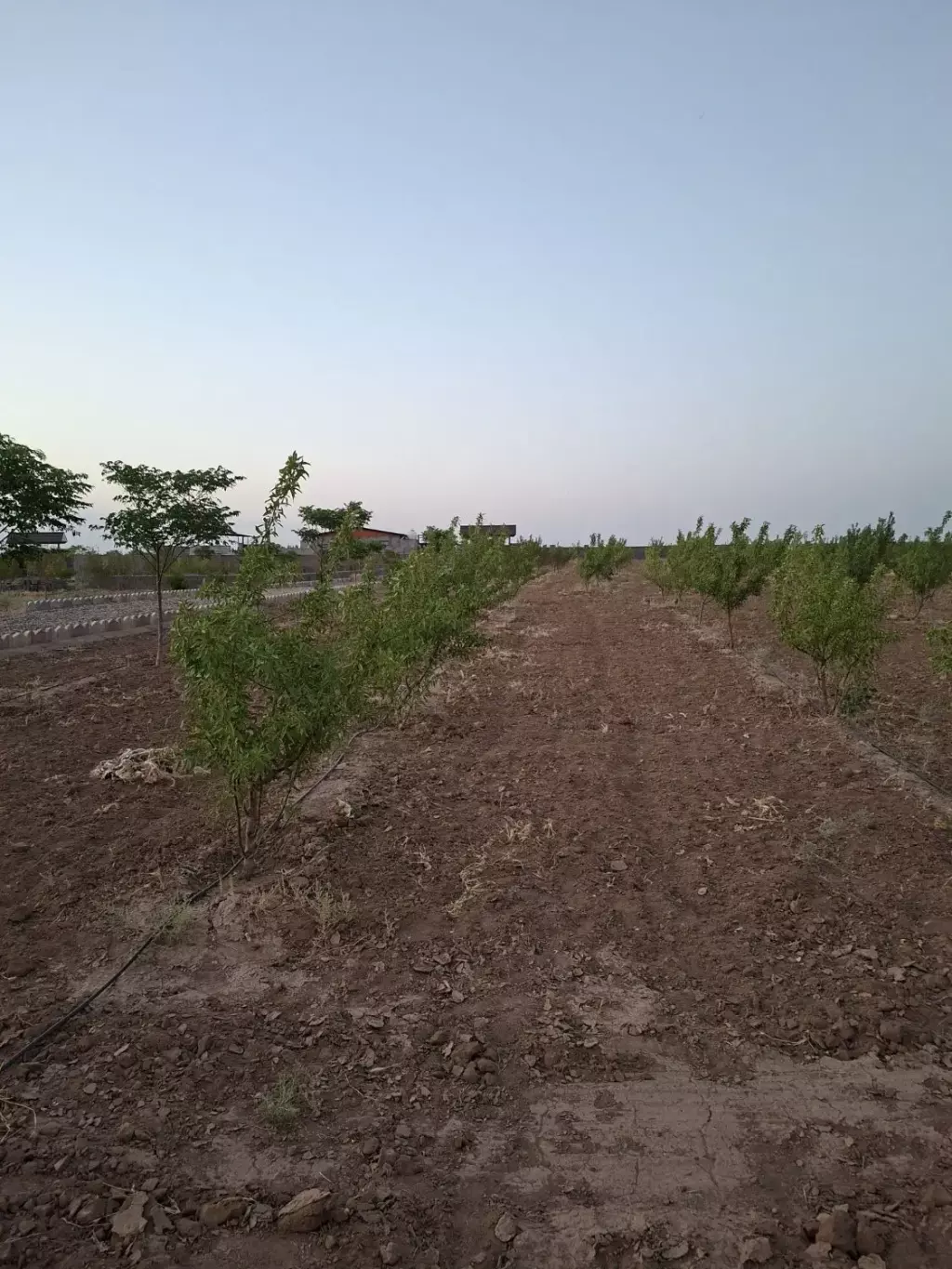 باغ و باغچه و ویلا - تصویر 2