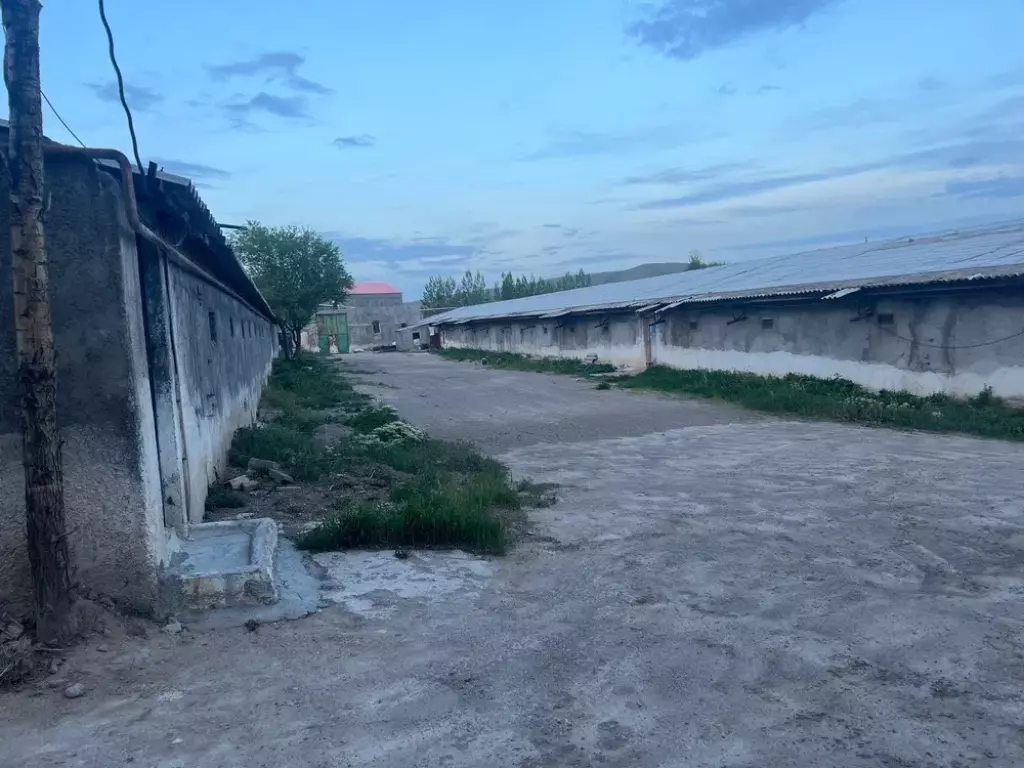 مرغداری - تصویر 2