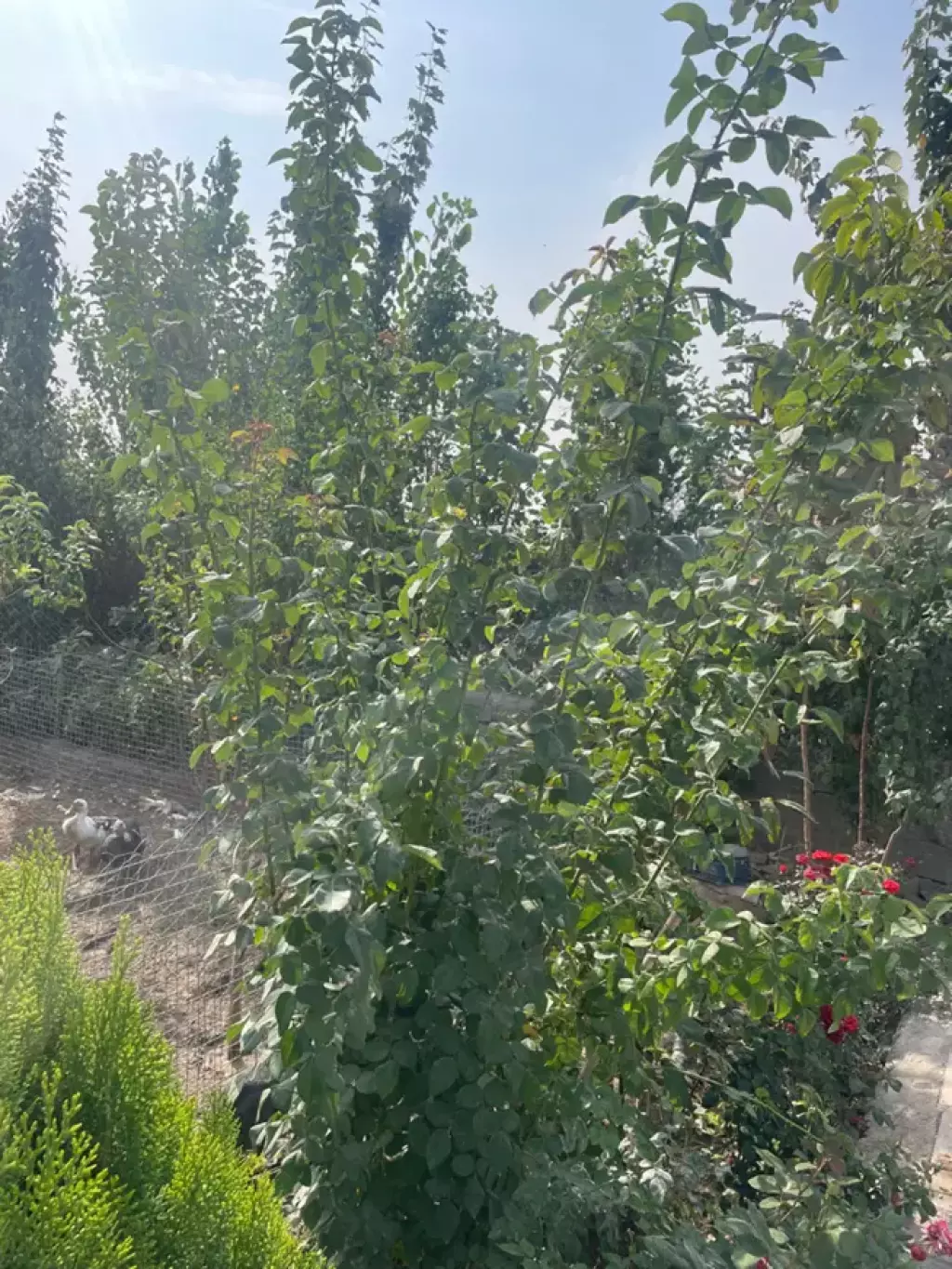 زمین باغچه ای بین نظامی و فیروز اباد - تصویر 3