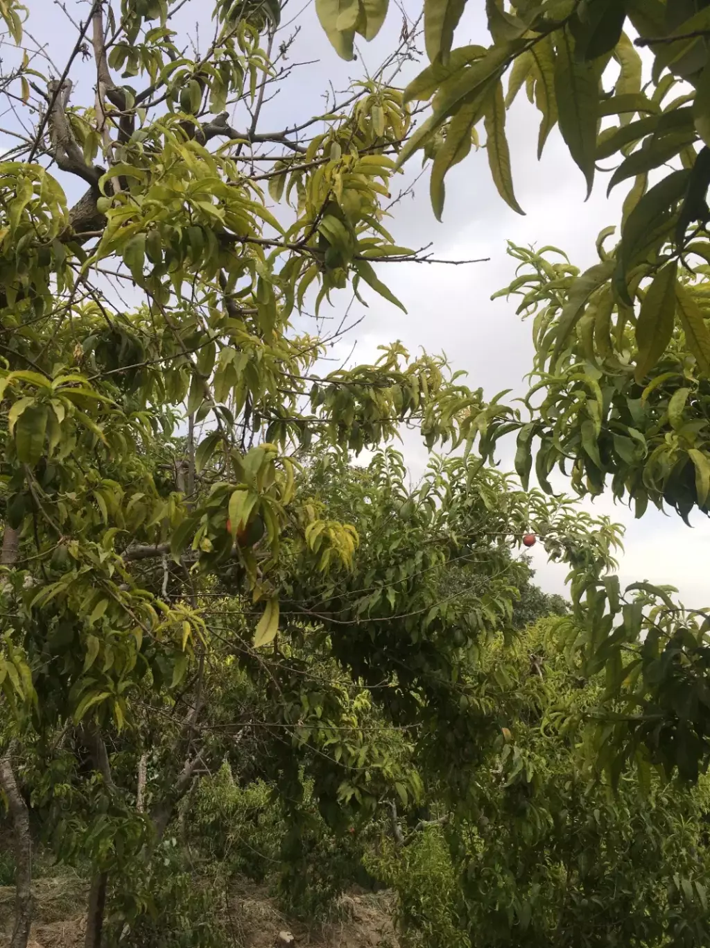 باغچه در شهریار