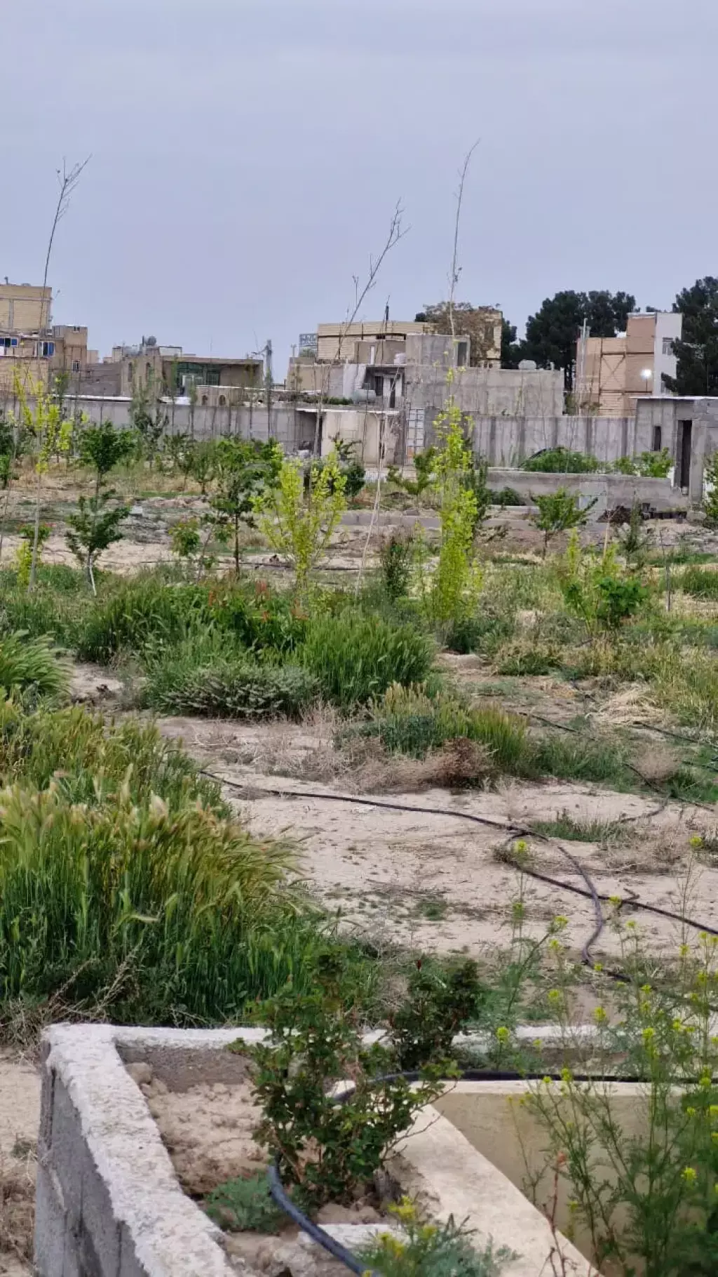 باغچه شهرکی با سند تک برگ مناسب سخت پسندها - تصویر 7