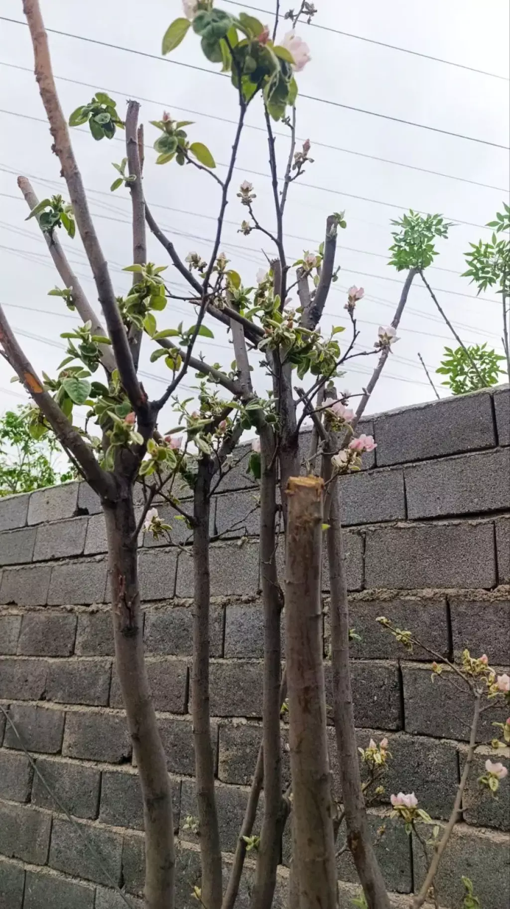 باغچه فروشی فوری