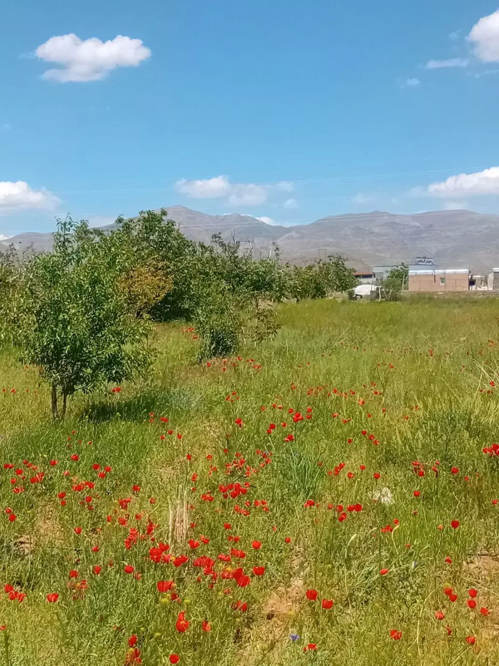 باغ 5000متری اگه دوس داری سرمایه ات حفظ بشه - تصویر 13