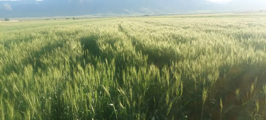 30هزارمترزمین کشاورزی 475مترویلا - تصویر 2