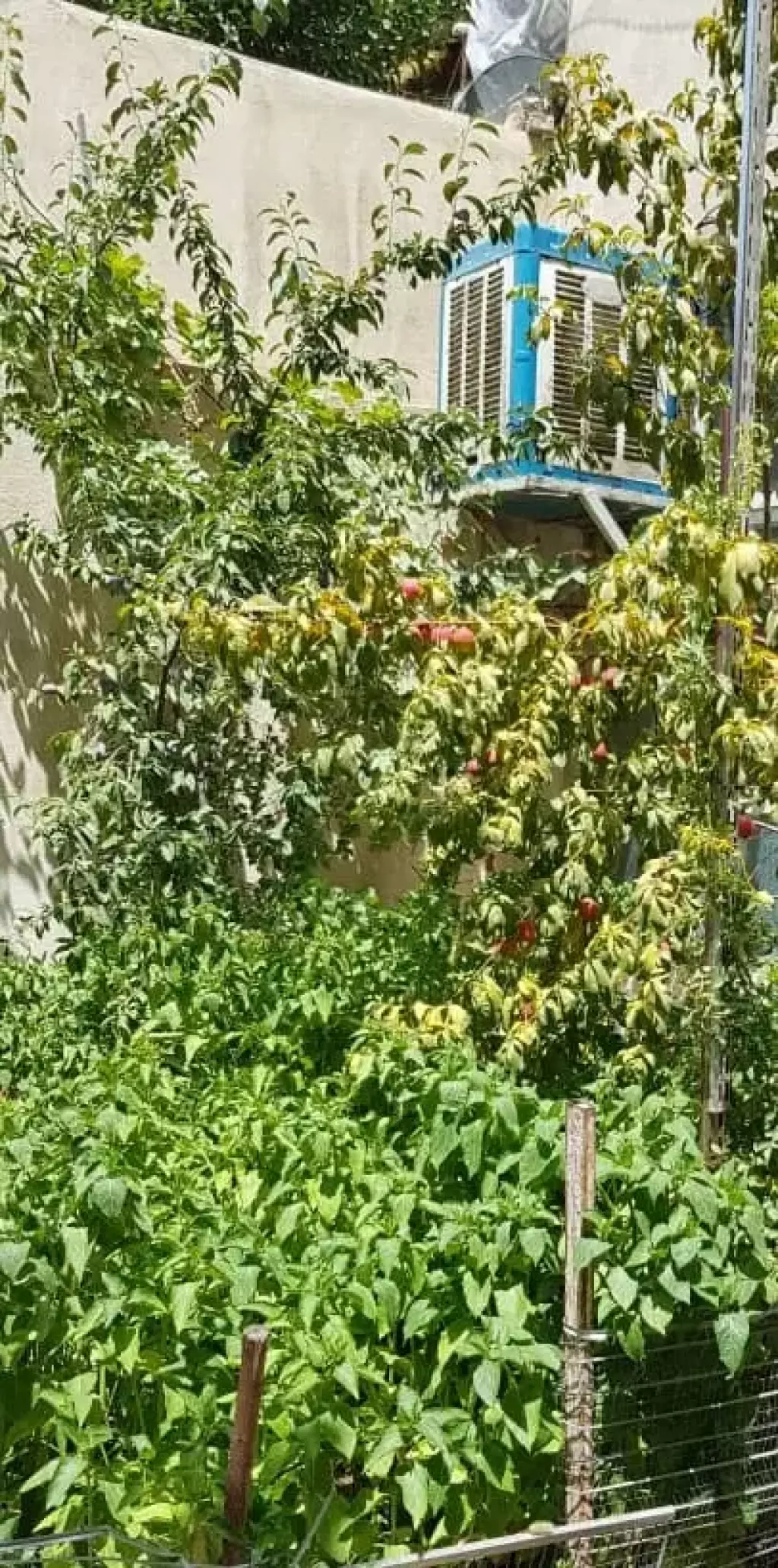 فروش زمین و کلنگی 120 متری در نعمت‌آباد - تصویر 7