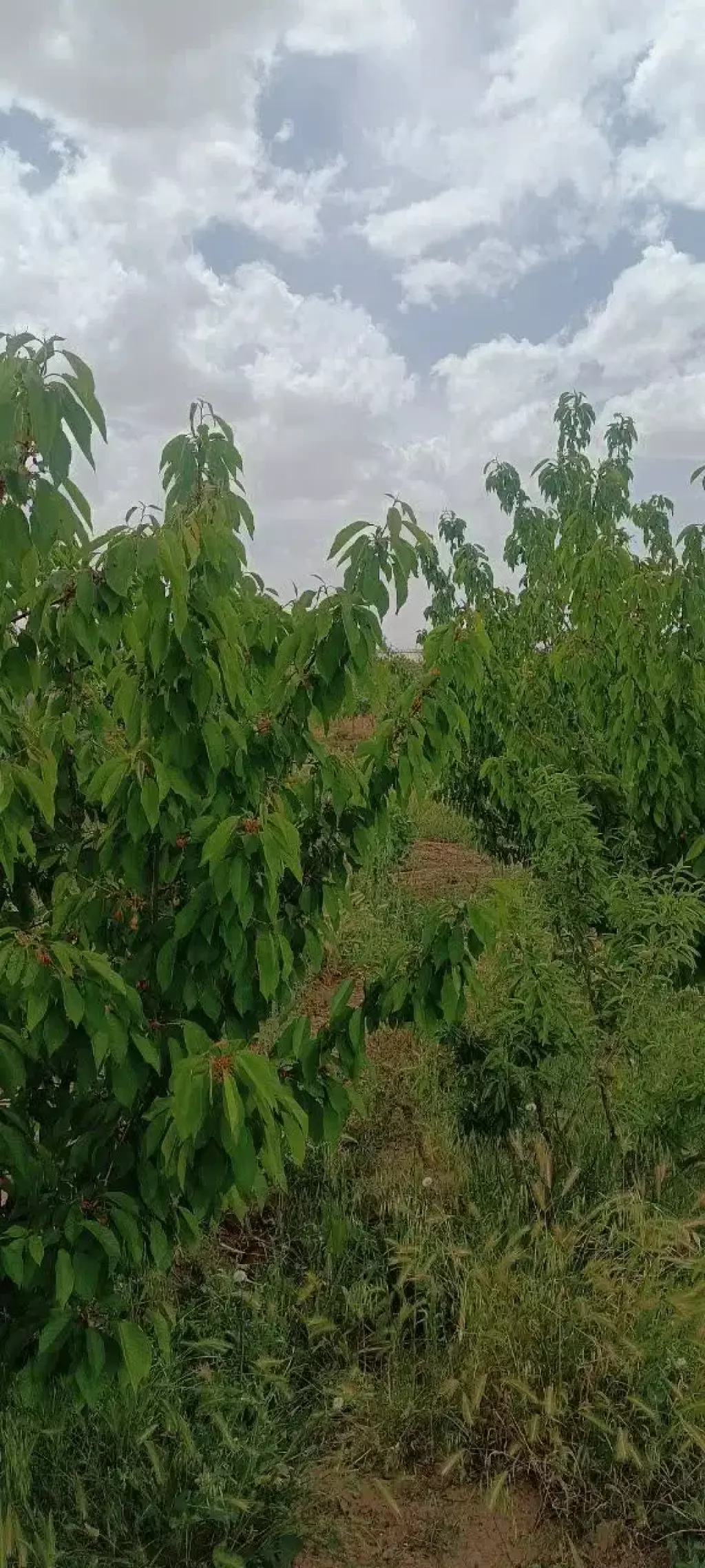 فروش زمین و کلنگی 1000 متری در بازار - تصویر 3