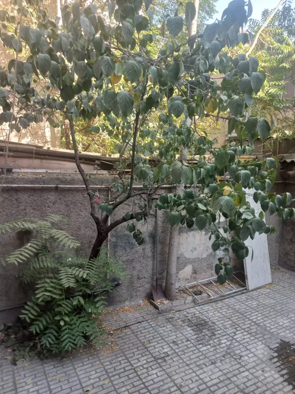 اجاره آپارتمان 58 متری در فدک - تصویر 8