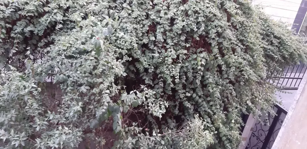 اجاره آپارتمان 55 متری در سبلان (لشگر) - تصویر 7