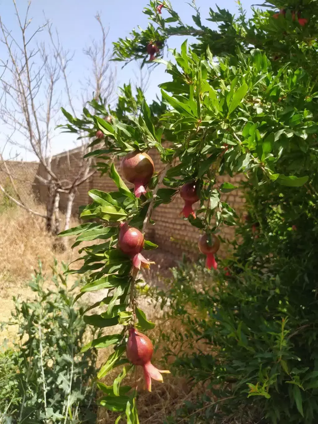 فروش زمین و کلنگی 656 متری در منیریه - تصویر 2