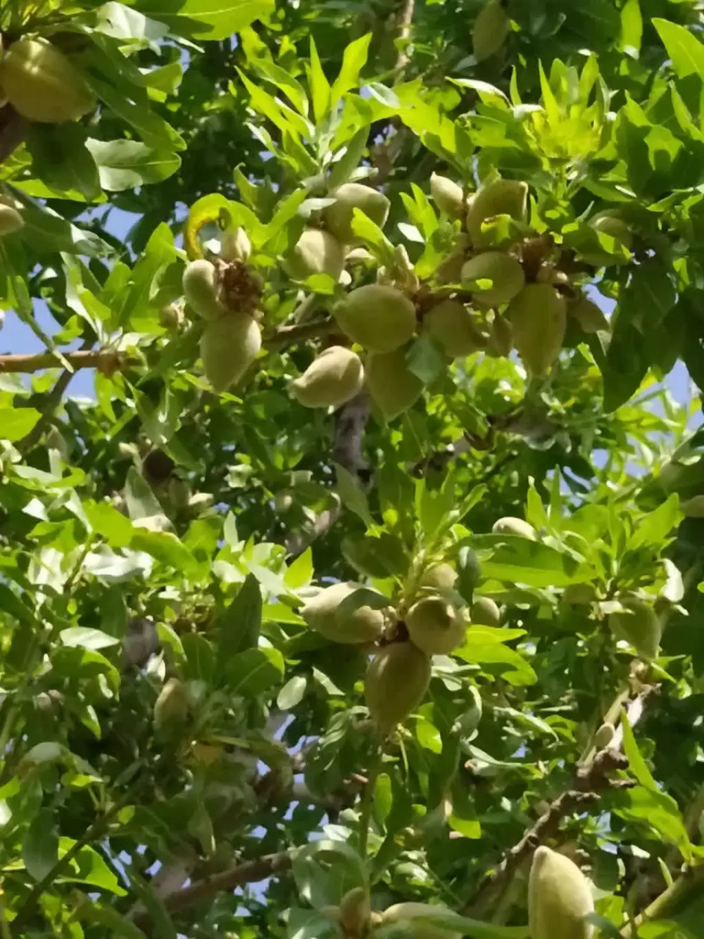 فروش زمین و کلنگی 656 متری در منیریه - تصویر 3