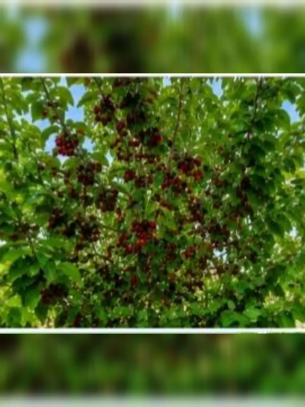 فروش خانه و ویلا 520 متری در تهرانپارس غربی - تصویر 5