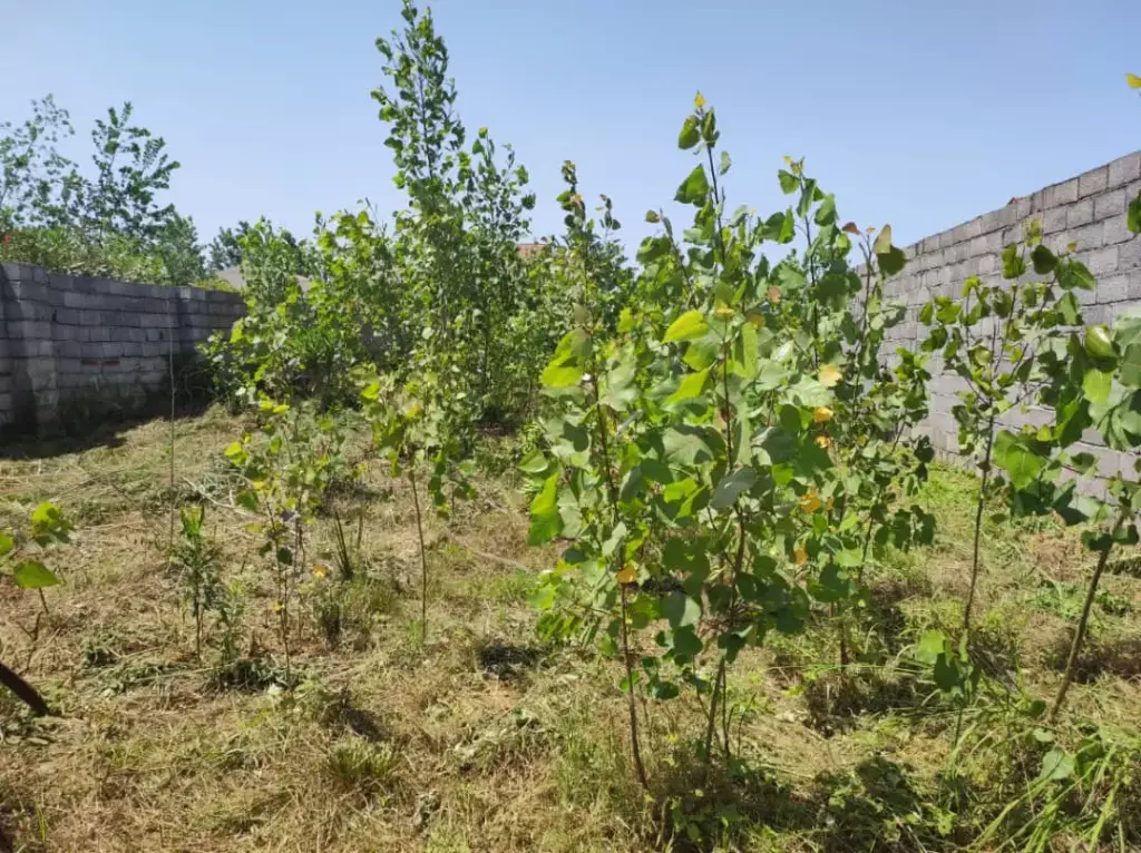 فروش زمین و کلنگی 600 متری در گلستان (شهرک راه آهن) - تصویر 6