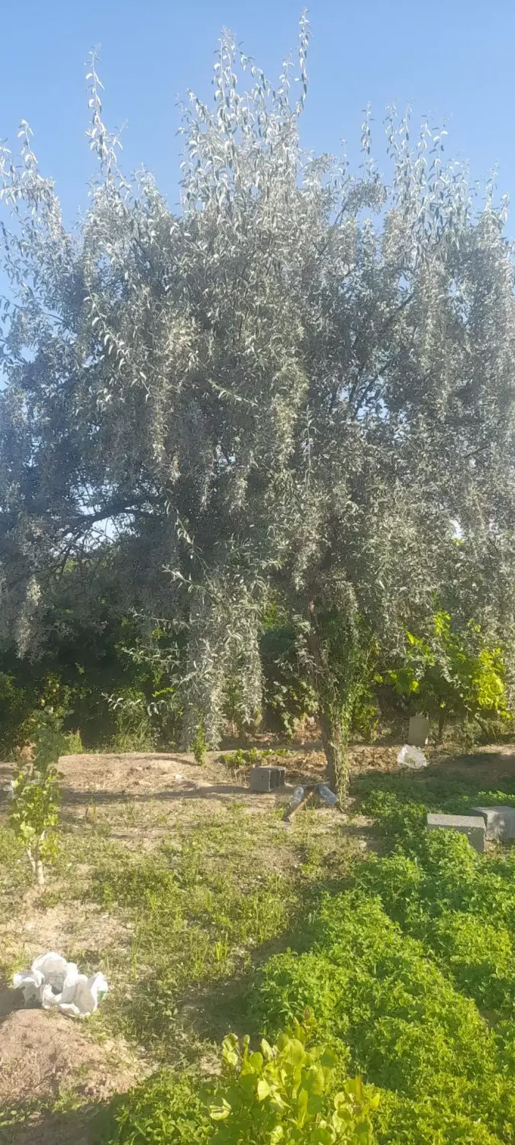 فروش اداری و تجاری 2800 متری در شارق - تصویر 10