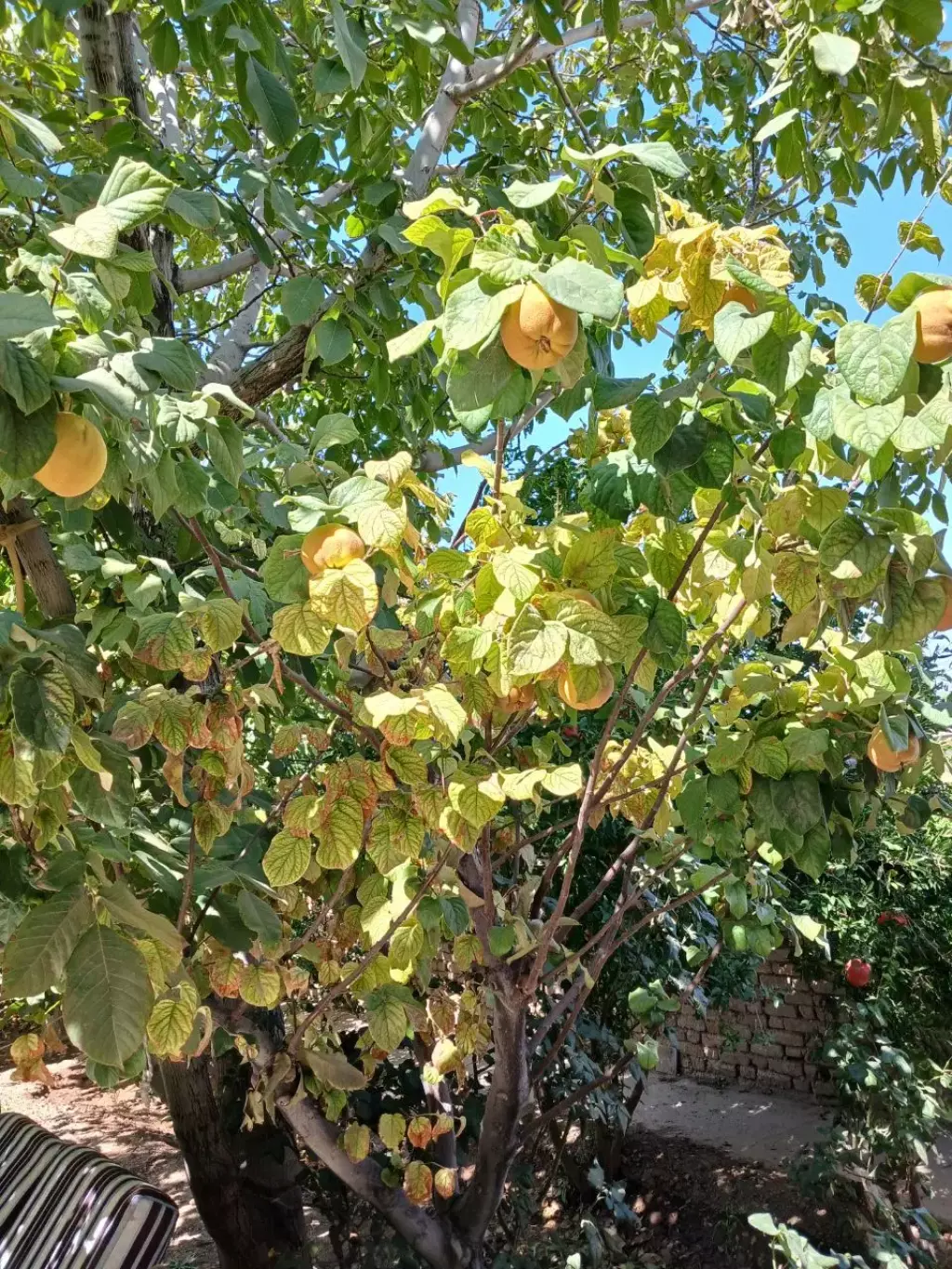 فروش خانه و ویلا 500 متری در گلستان (شهرک راه آهن) - تصویر 18