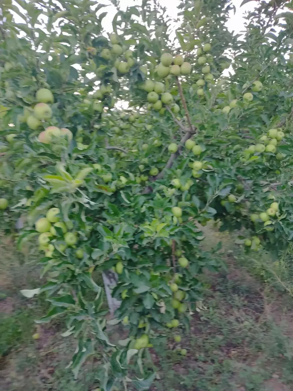 فروش اداری و تجاری 24 متری در شهرک شریعتی - تصویر 13