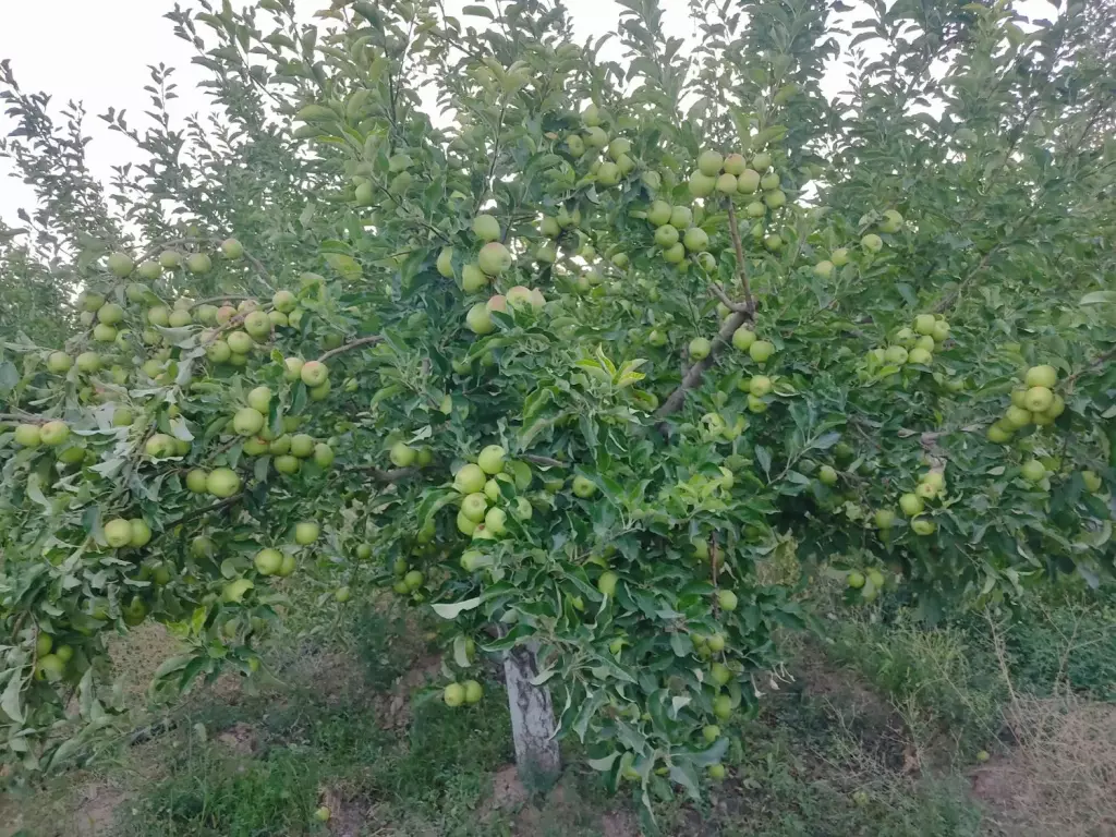 فروش اداری و تجاری 24 متری در شهرک شریعتی - تصویر 12