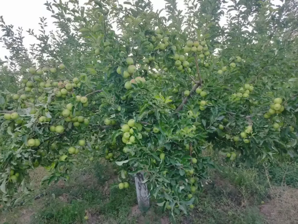 فروش اداری و تجاری 24 متری در شهرک شریعتی - تصویر 4