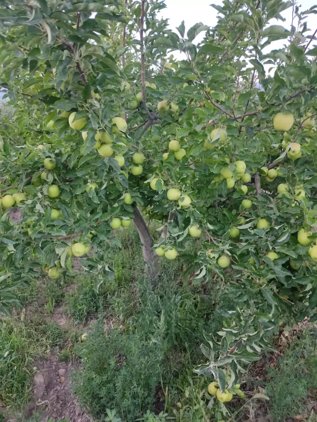 فروش اداری و تجاری 24 متری در شهرک شریعتی - تصویر 10