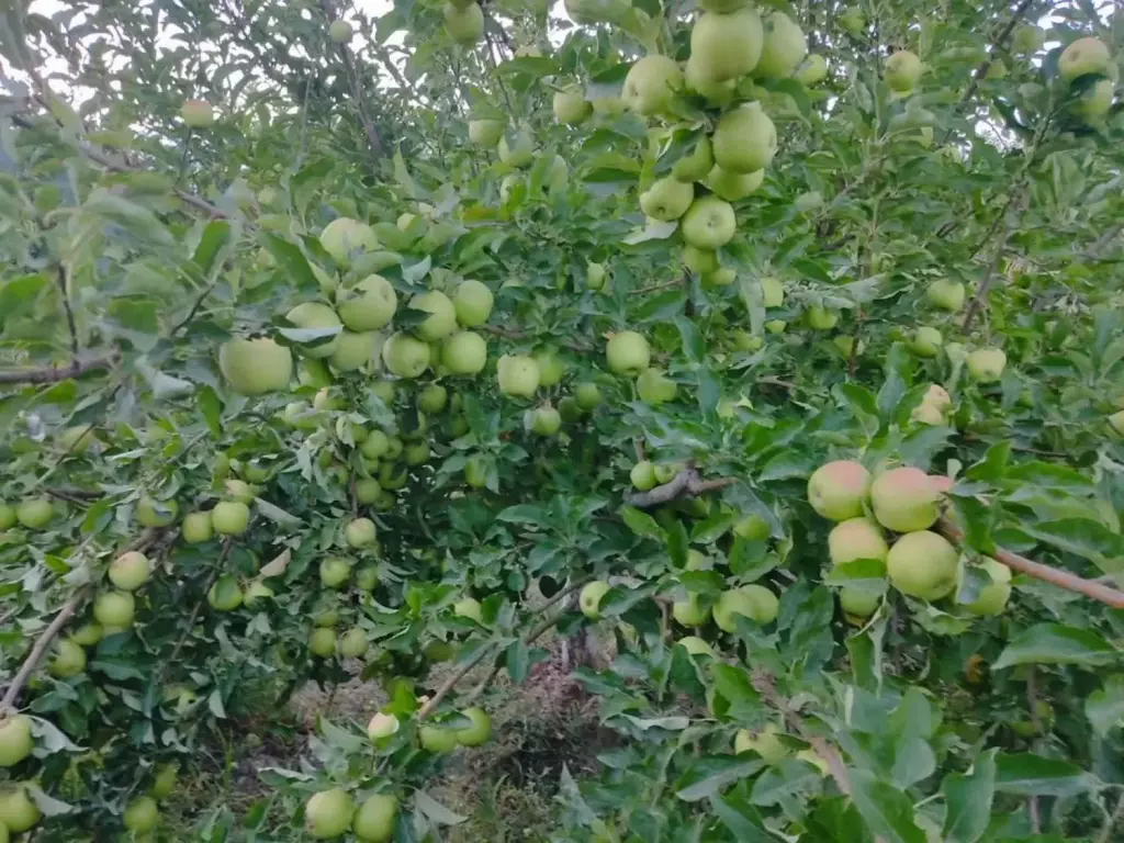 فروش اداری و تجاری 24 متری در شهرک شریعتی - تصویر 3