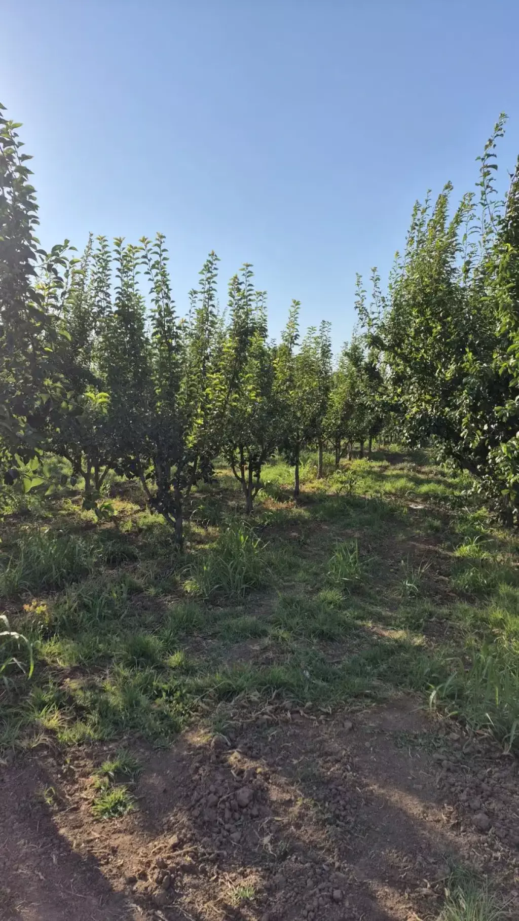 فروش اداری و تجاری 4000 متری در بوستان چیتگر - تصویر 7