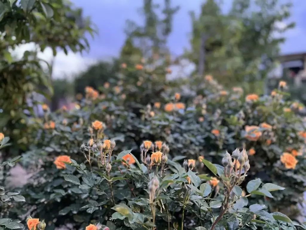 فروش خانه و ویلا 750 متری در جیحون - تصویر 7