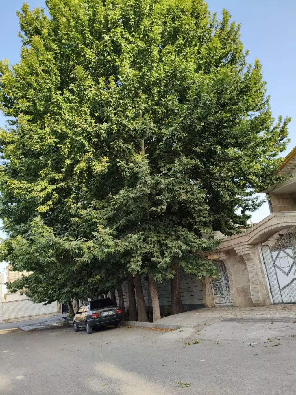 فروش خانه و ویلا 400 متری در گاندی - تصویر 3