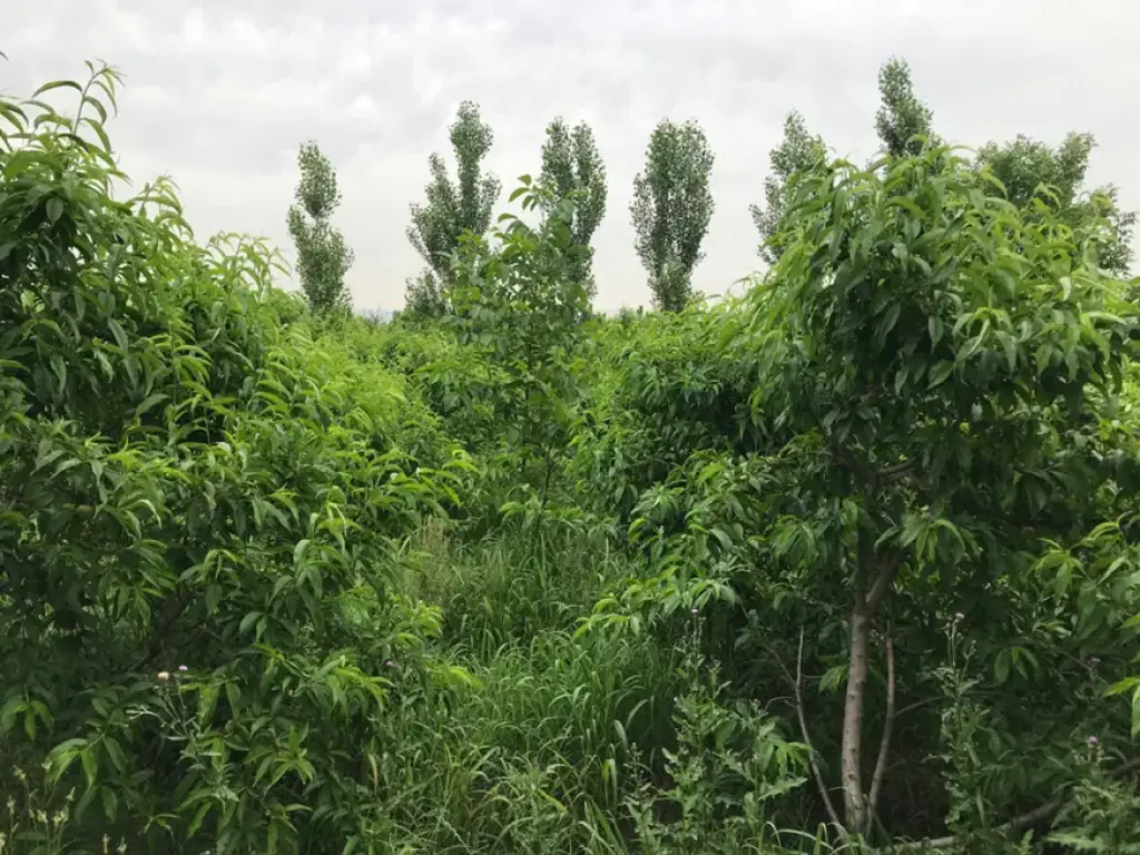 فروش زمین و کلنگی 300 متری در شهرک گلها - تصویر 2