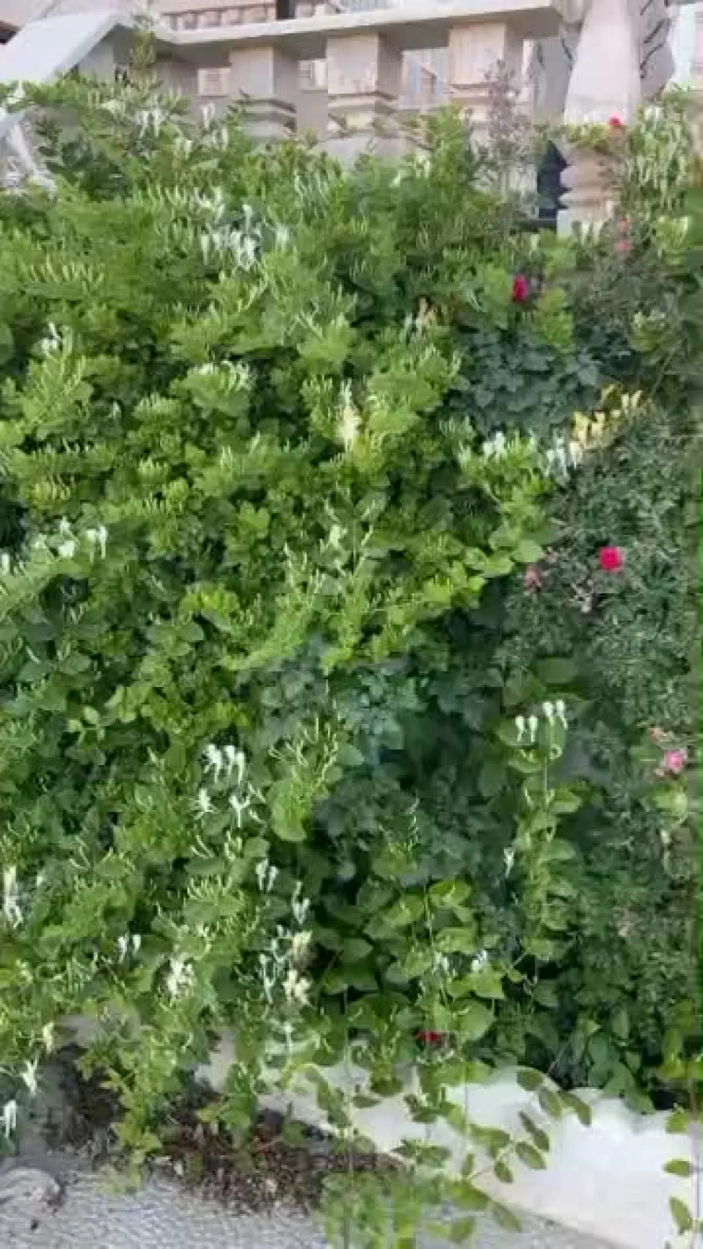 فروش خانه و ویلا 753 متری در والفجر (افسریه)